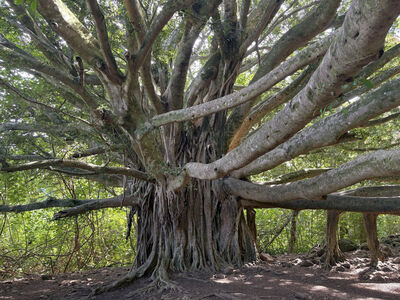 Free Maui timeshares/Rentals: Maui/Kauai, Sept, Oct, Nov Dec Jan Feb March