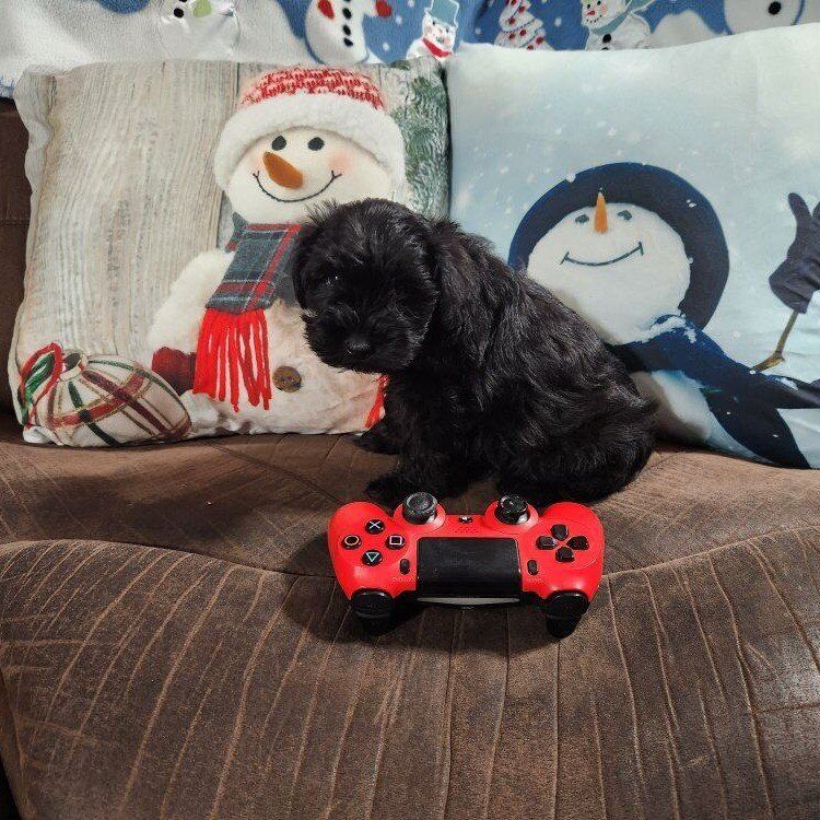 AKC Miniature Schnauzer puppies