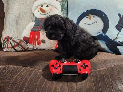 AKC Miniature Schnauzer puppies