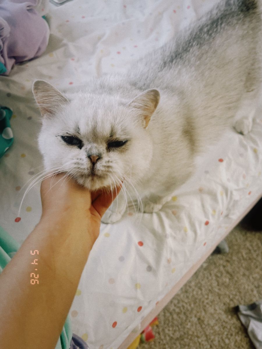 Papered Purebred British Shorthair Female Cat
