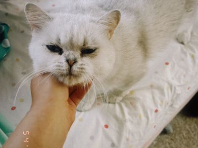 Papered Purebred British Shorthair Female Cat