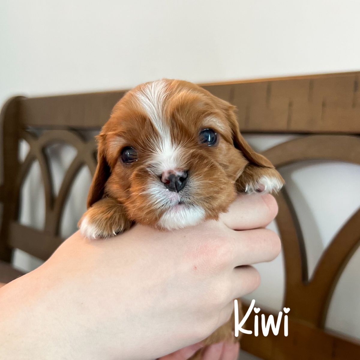 AKC Cavalier King Charles Spaniels