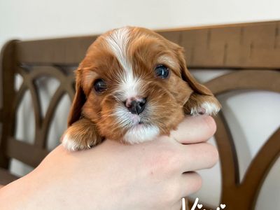 AKC Cavalier King Charles Spaniels