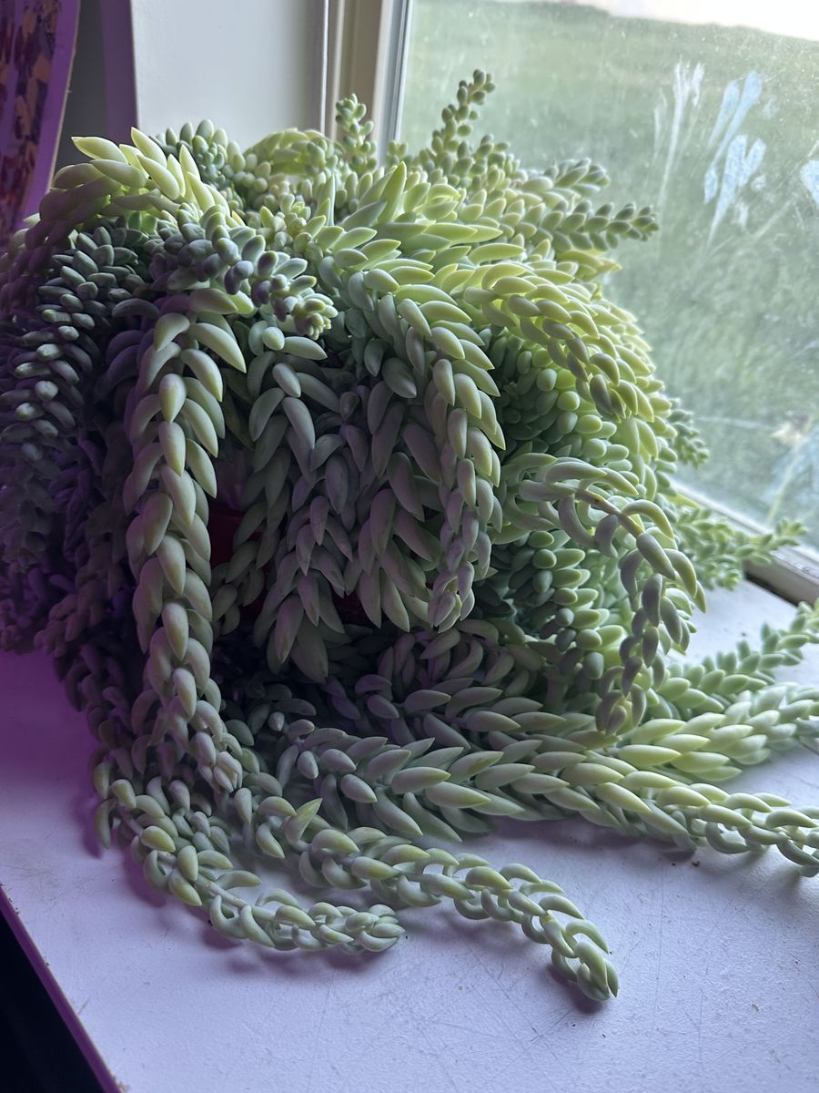 Donkey Tail and Burro mixed