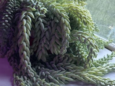 Donkey Tail and Burro mixed