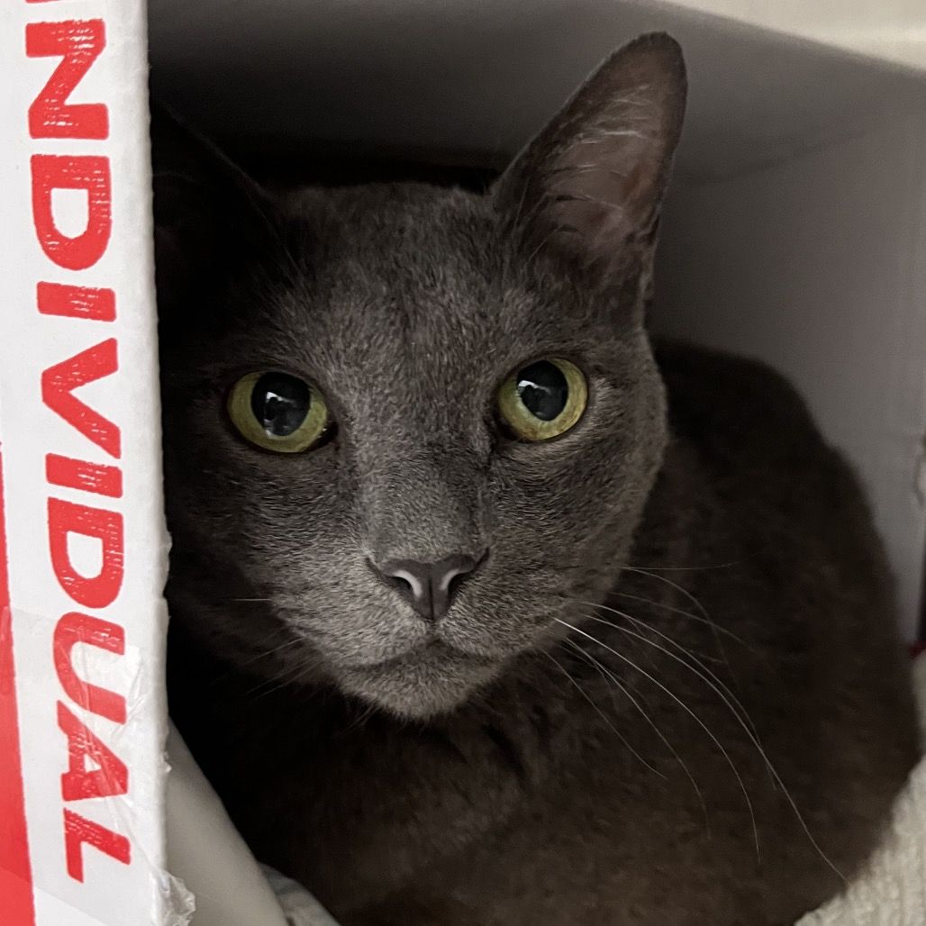 Hello my name is Cinder