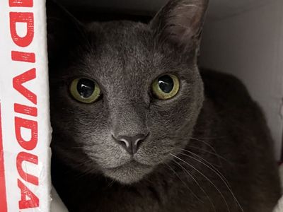 Hello my name is Cinder