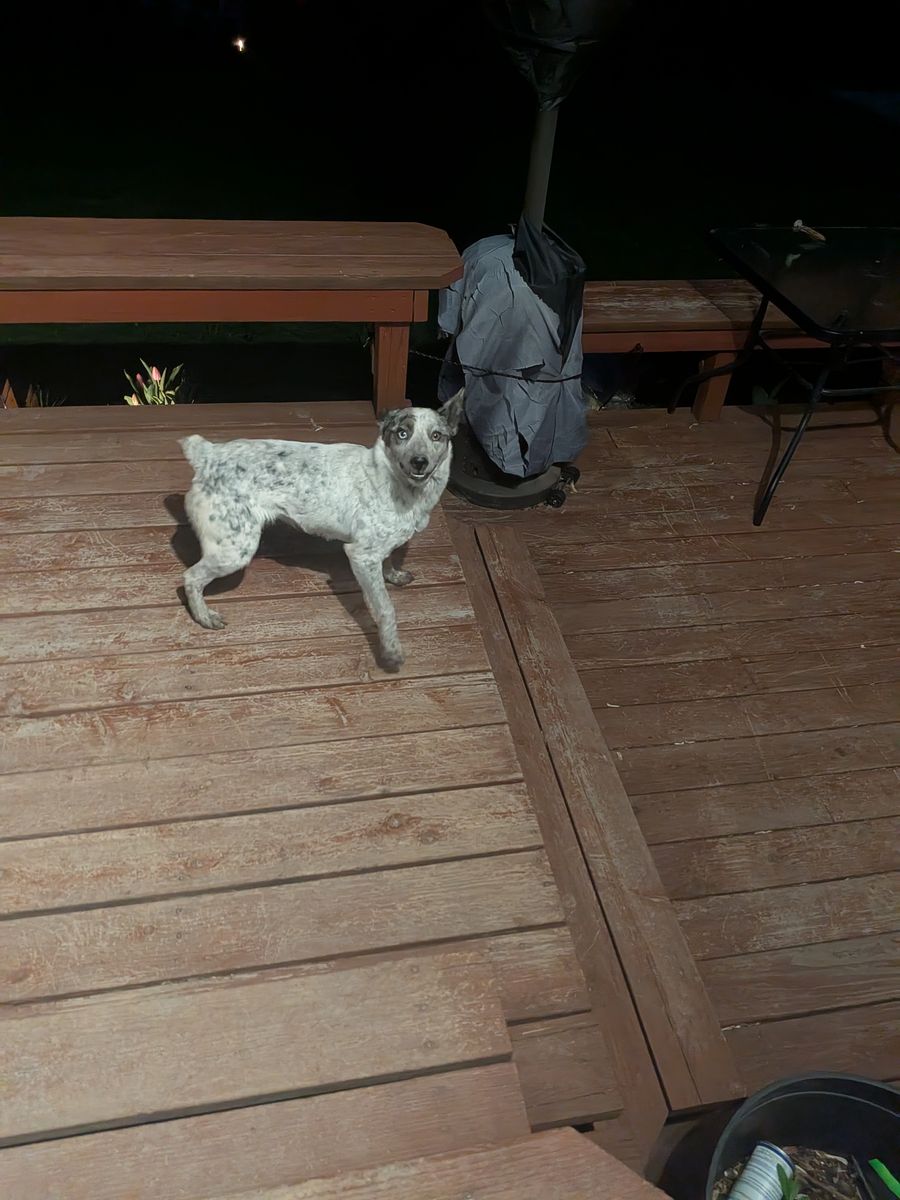 Rehoming fluffies Luna and Skye