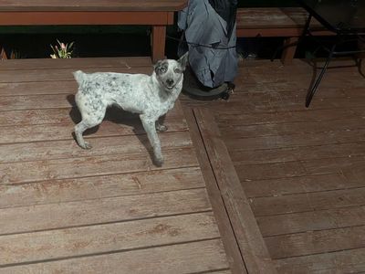 Rehoming fluffies Luna and Skye