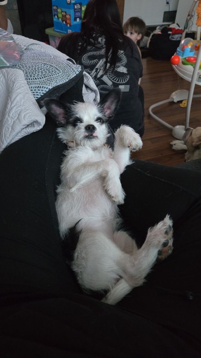 Puppy free to good home