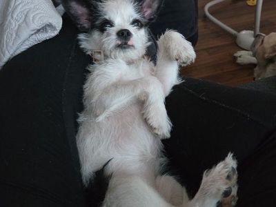 Puppy free to good home