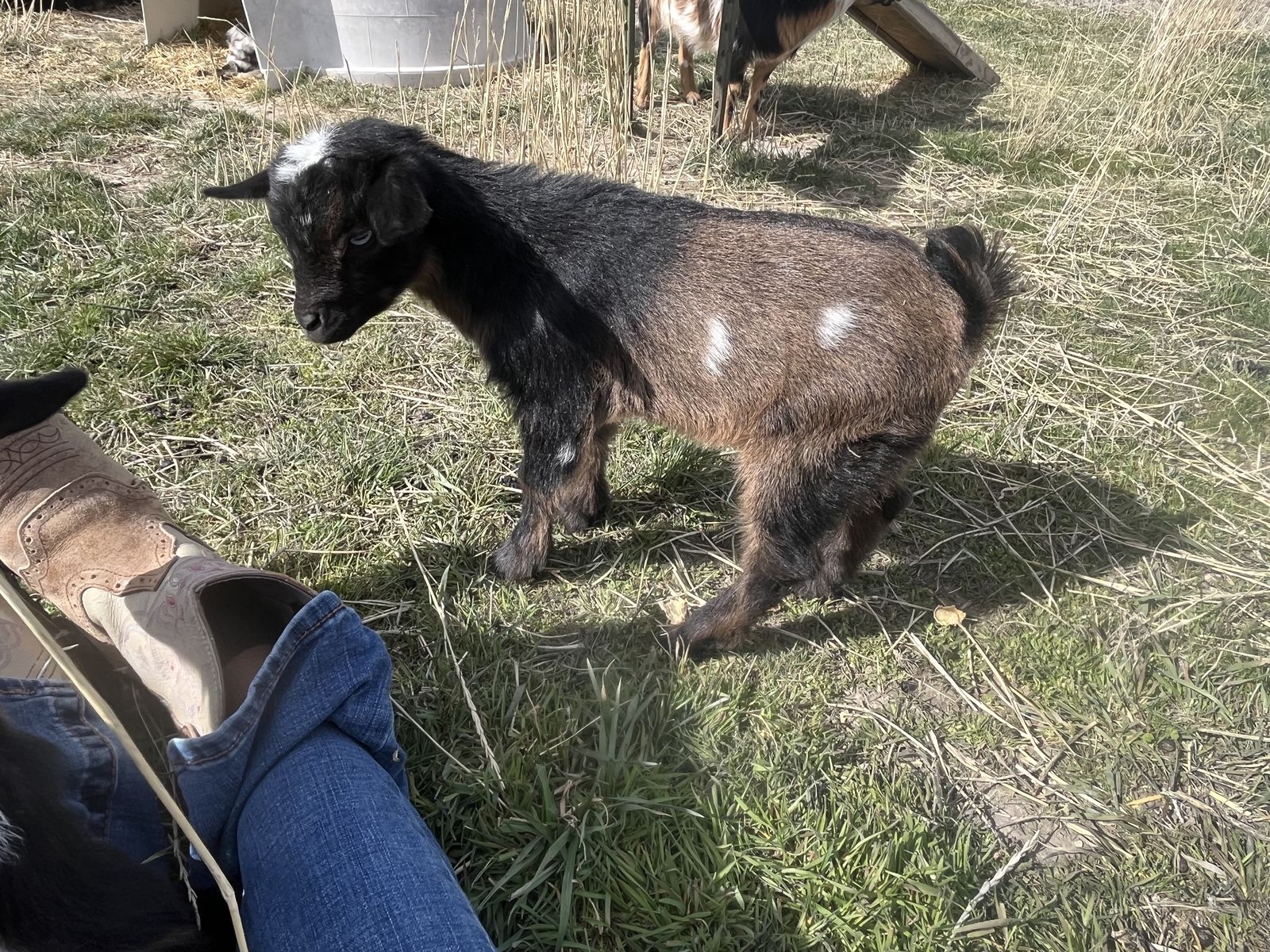 Blue Eyed Friendly Nigerian Dwarf Buckling