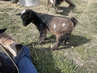 Blue Eyed Friendly Nigerian Dwarf Buckling