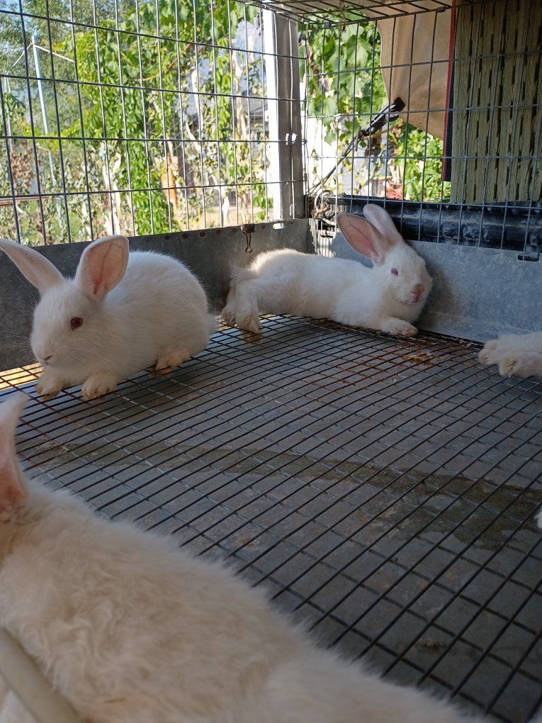 rabbits just old enough to leave the doe.