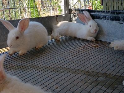 rabbits just old enough to leave the doe.