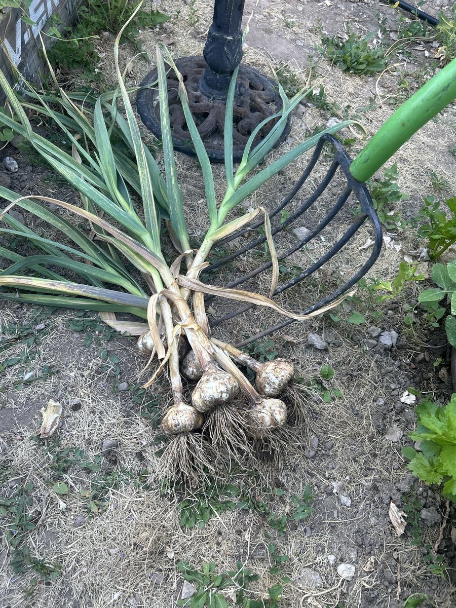 Freshly Harvested Garlic - Homegrown, Flavorful, and Ready for Your Kitchen