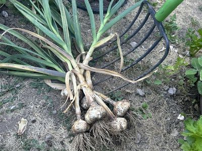 Freshly Harvested Garlic - Homegrown, Flavorful, and Ready for Your Kitchen