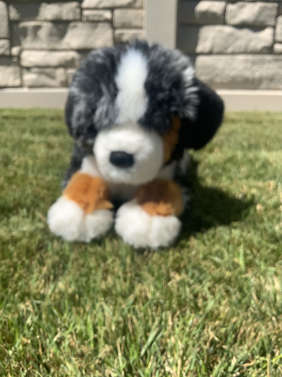 Douglas Dlux Masie Australian shepherd 