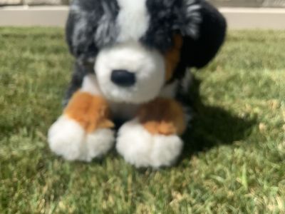 Douglas Dlux Masie Australian shepherd