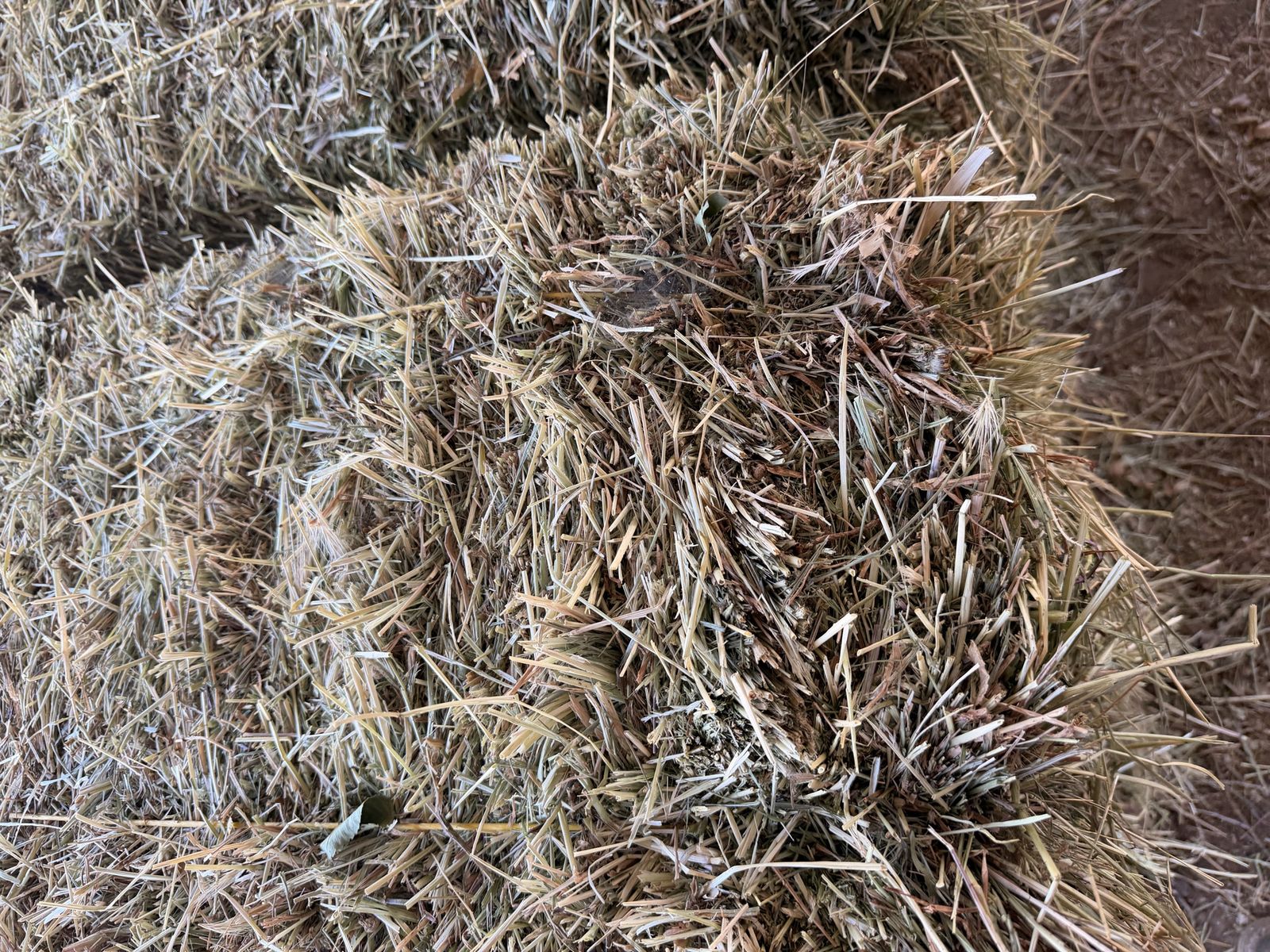 Hay