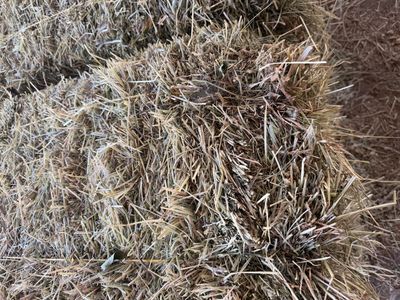 Hay