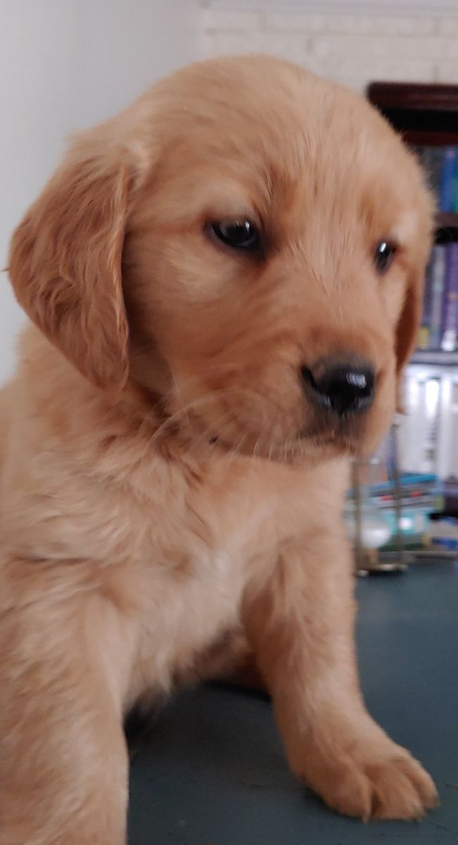 Golden Retriever AKC male