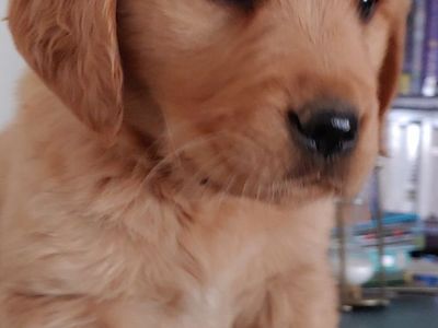 Golden Retriever AKC male