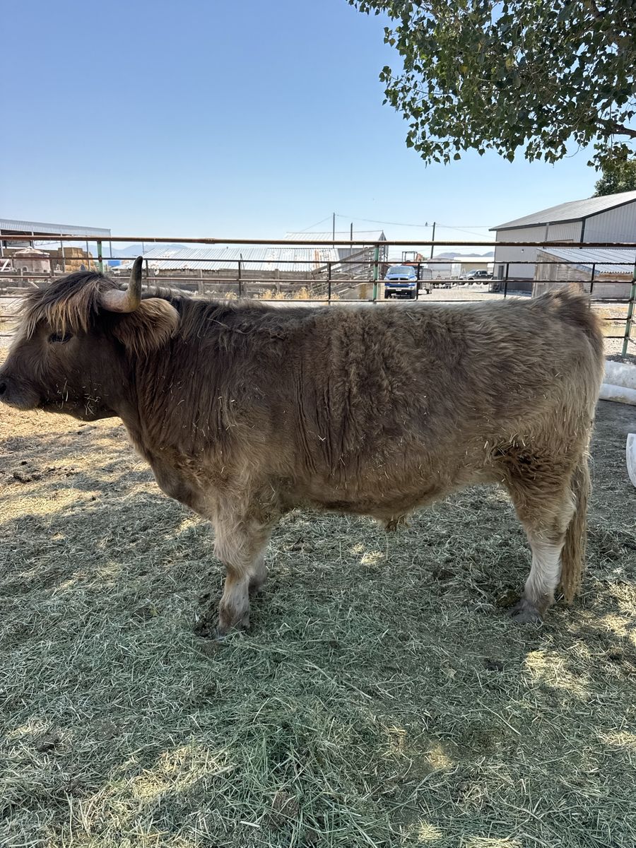 Highland steer