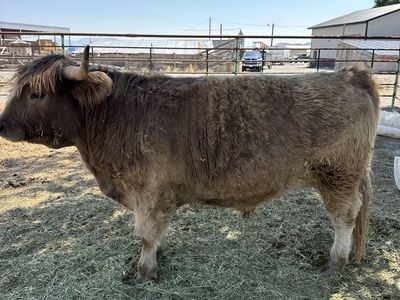Highland steer