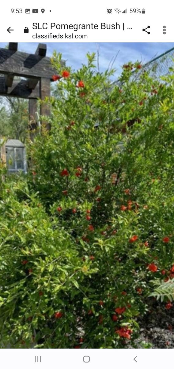 Black White Mulberry, Seabuckthorn Berry, Hardy Apricot, Dwarf Almong, Nanking and Bing Cherry, Red and White Eating Grapes