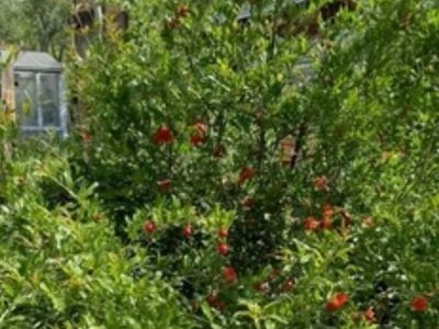 Black White Mulberry, Seabuckthorn Berry, Hardy Apricot, Dwarf Almong, Nanking and Bing Cherry, Red and White Eating Grapes