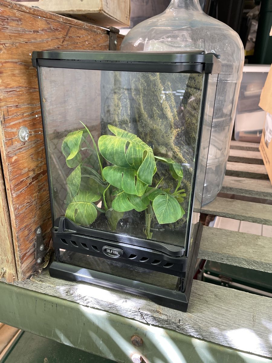 Exo Terra Small Glass Terrarium Reptile Habitat with Plants