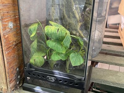 Exo Terra Small Glass Terrarium Reptile Habitat with Plants