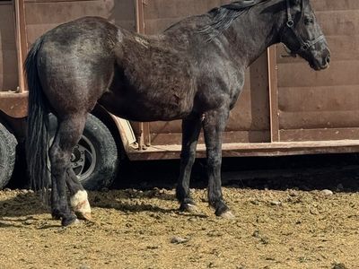 Grade Brood Mare