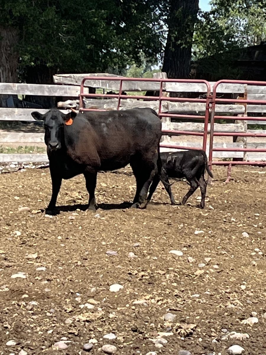 Young pairs