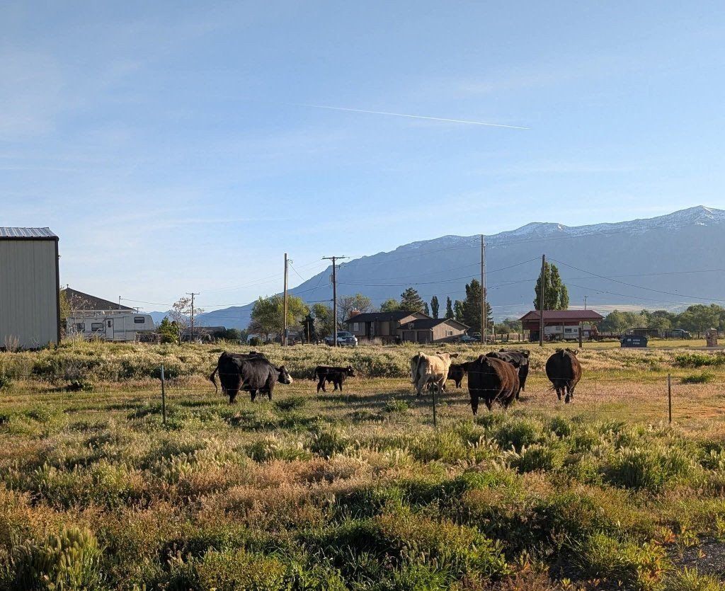 ISO: Pasture For Lease