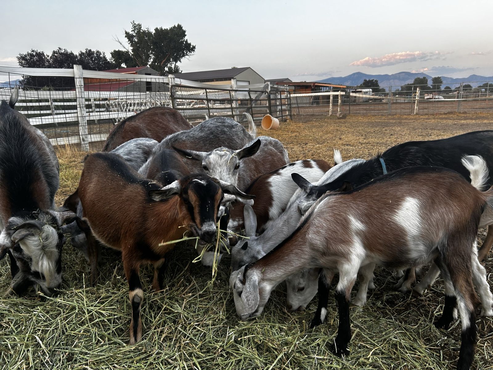 Goats 17