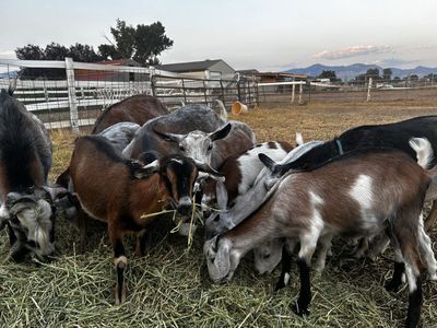Goats 17