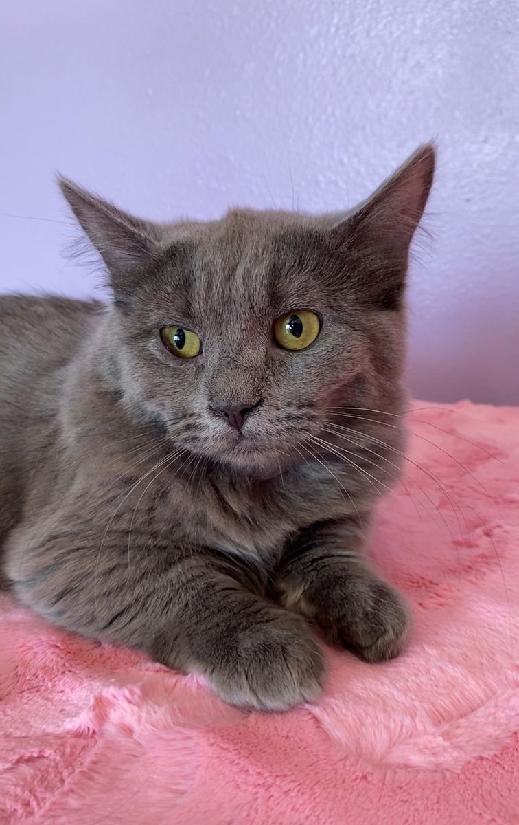 3 English Muffin teen kittens! • Bengal x Munchkin x British Shorthair