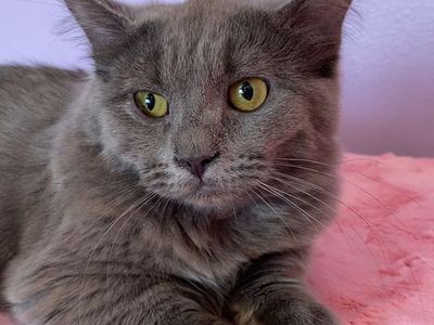 3 English Muffin teen kittens! • Bengal x Munchkin x British Shorthair