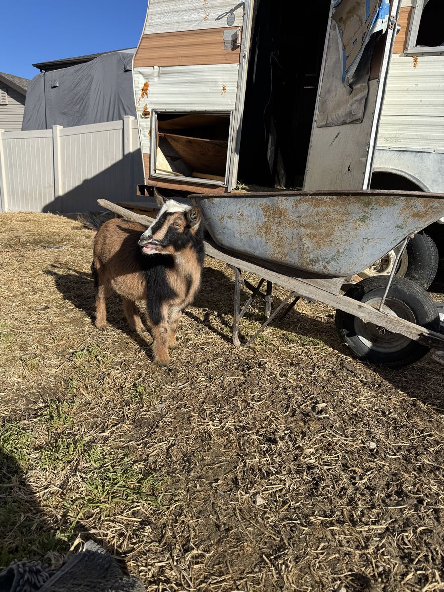 Any Orphan Goats? Our Mama Goat Lost Her Baby