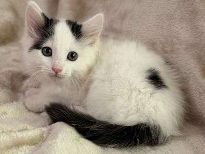 Kittens From Ragdoll Like Lineage