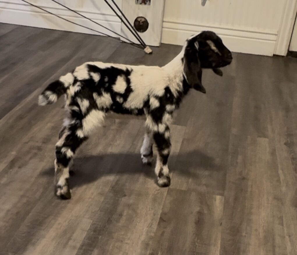 Nigerian & Nubian Kids