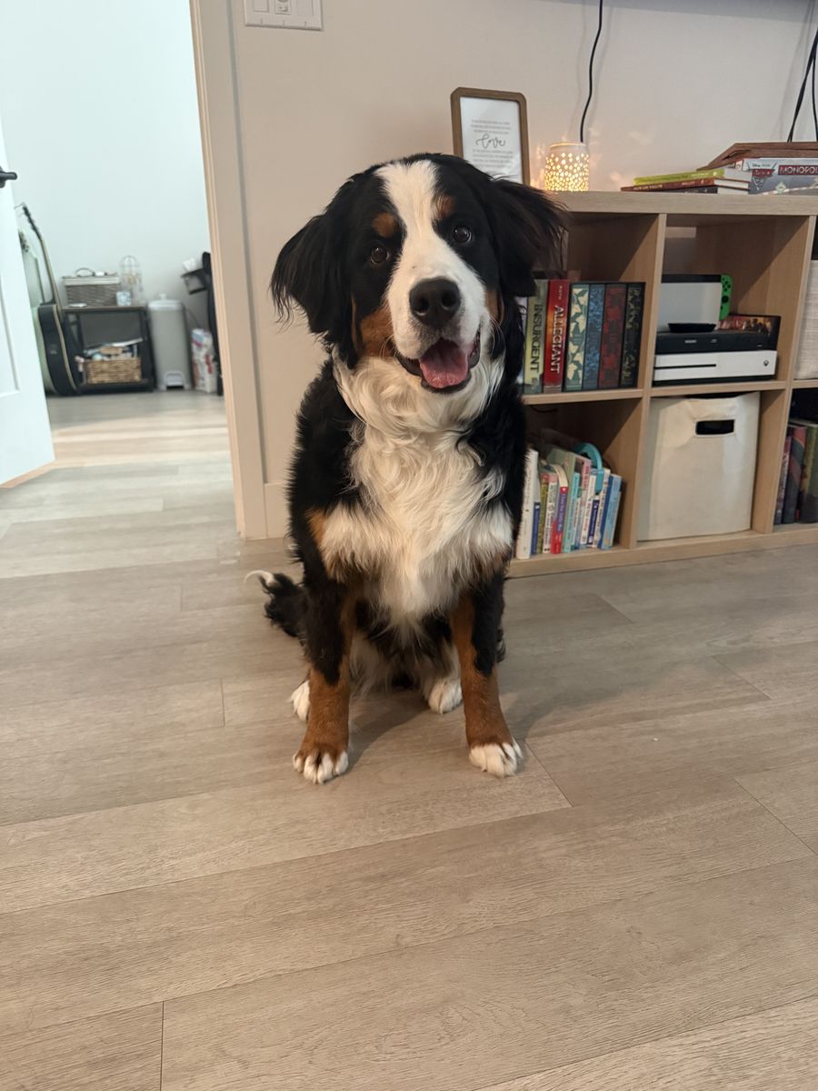 Bernese Mountain dog