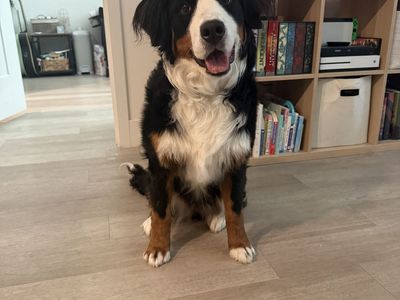 Bernese Mountain dog