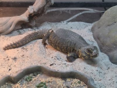 uromastyx lizard and enclosure