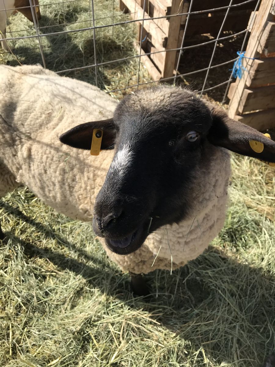 Looking to Rent Grazing