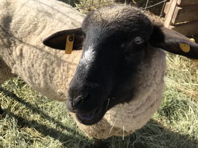 Looking to Rent Grazing