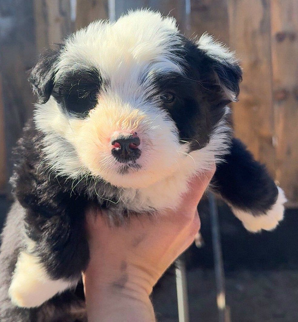 *LAST  2* Cutest Mini Aussie/ Border Collie Puppie