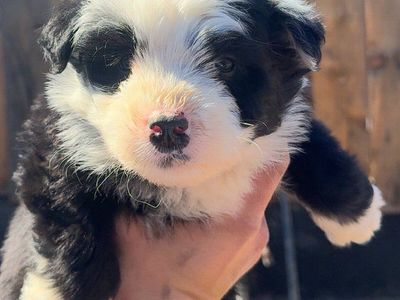*LAST 2* Cutest Mini Aussie/ Border Collie Puppie